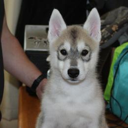 Weezer - Gray and white male Siberian Husky puppy in Le Sueur, Minnesota from Tevana Siberians LLC