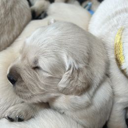 Golden Retriever and Labrador Retriever Puppies from Storm Chasers Retrievers