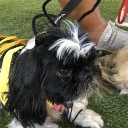 Annie - Shih Tzu