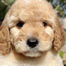 Goldendoodles and Poodles from Goldendoodles & Poodles of San Diego