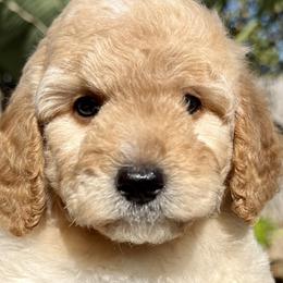 Goldendoodles and Poodles from Goldendoodles & Poodles of San Diego