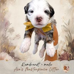 Monet - Blue merle male Bernedoodle puppy in Atlanta, Georgia from Teddy Puppies