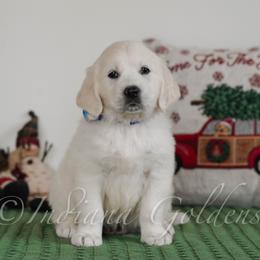 Terra - Light golden female Golden Retriever puppy in Bedford, Indiana from Indiana Goldens