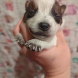 Firefly - Red speckled female Australian Cattle Dog puppy in Tulsa, Arkansas from Red Desert Australian Cattle Dogs