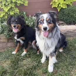 Australian Shepherd puppies from CV Aussies