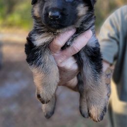 Berger Blanc Suisse and German Shepherd Puppies from Vom Hundhaus Shepherds