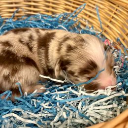 Blue merleRed Merle - Blue merle male Miniature Australian Shepherd puppy in Nashville, Tennessee from Little B’s Aussies