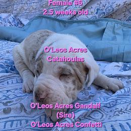 FEMALE  - 6 - Red merle female Catahoula Leopard Dog puppy in Perry, Florida from O'Leos' Acres Catahoulas
