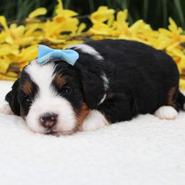 London - Tri-color female Bernedoodle puppy in Perrysville, Ohio from Pleasant Valley Bernedoodles