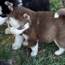 Girl 3 - Brown and white female Siberian Husky puppy in Semmes, Alabama from K & R Huskies