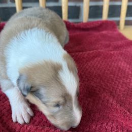 Sable Merle Boy - Sable merle male Collie puppy in Honaker, Virginia from KLW Farm