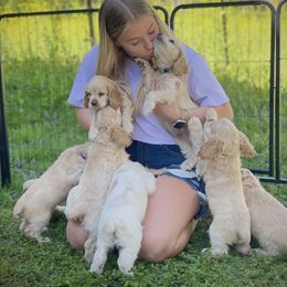Cocker Spaniel Puppies from Brooks House Cocker Spaniels
