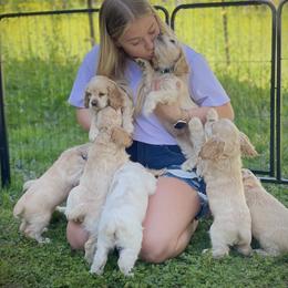 Cocker Spaniel Puppies from Brooks House Cocker Spaniels