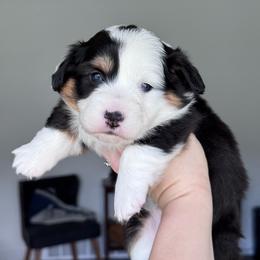 Teia - Black and tan female American Corgi puppy in Santaquin, Utah from Blacktail Mountain Corgis