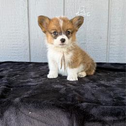 Buttercup (butter) - Red female Pembroke Welsh Corgi puppy in Mc Cammon, Idaho from Sunny J Corgis and Mini Americans