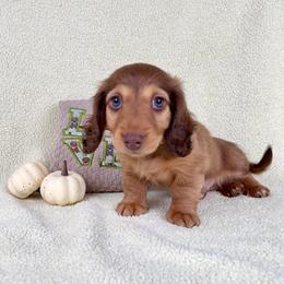 Meatball Hoagie - Chocolate male Dachshund puppy in Phelan, California from Desert Sunset Dachshunds
