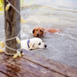 Double Doodle and Labrador Retriever All Grown Up from McCreary Highlander Labradors