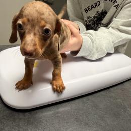Sloane - Dapple male Dachshund puppy in Magnolia, Texas from Carrie’s Countryside Dachshunds