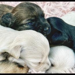 Havanese puppies from Cloud 9 Havanese