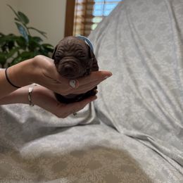 Pooh - Chocolate male American Hairless Terrier puppy in Payson, Utah from Jodi Zobell's Xoloitzcuintli