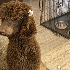 Poodles from C & T kennels