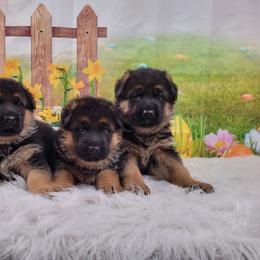 Girl 3 - Black and red female German Shepherd puppy in Nokesville, Virginia from Blauen Bergen
