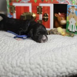 Rooster - Black and white male Bernedoodle puppy in Seffner, Florida from TOP NOTCH PUPS- BERNEDOODLE BREEDER