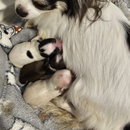 Chihuahua Puppies from Pretty Little Chis
