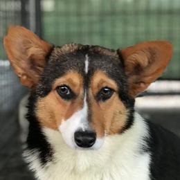Nita - Pembroke Welsh Corgi