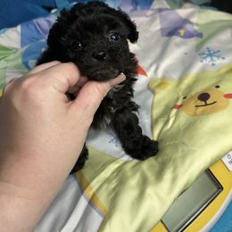 Lady - Black & white female Maltipoo puppy in Clover, South Carolina from Cudi’s Buddies