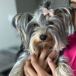 Mea - Yorkshire Terrier