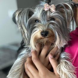 Mea - Yorkshire Terrier