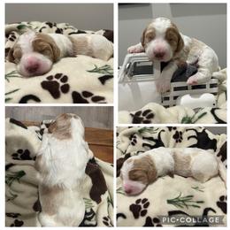Cream and Red Parti Girl - Parti female Goldendoodle puppy in Lancaster, South Carolina from Silver Hill Farm SC