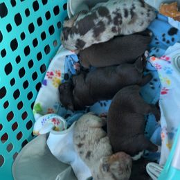Australian Shepherd Puppies from Central Florida Australian Shepherds