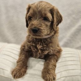 Goldendoodle Puppies from Pemberley Puppies