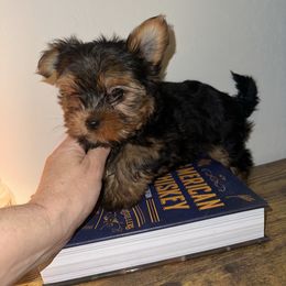 King - Black and tan male Yorkshire Terrier puppy in Cape Coral, Florida from Katherine’s Yorkies and Poodles