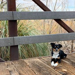 Miniature Australian Shepherd Puppies from Desert Bloom Ranch