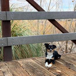 Miniature Australian Shepherd Puppies from Desert Bloom Ranch