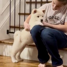 Blizzard- Boy 5 - Brick collar - White male Akita puppy in Coopersburg, Pennsylvania from Main Street Akitas