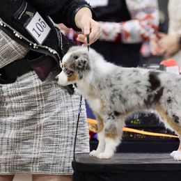 Miniature American Shepherd, Miniature Australian Shepherd, and Toy Australian Shepherd Puppies from Shooting Stars Ranch Toy and Mini Aussies