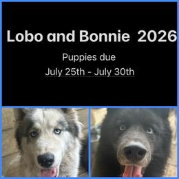 Siberian Husky puppies from Powells Huskies