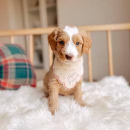 Drummer - 12 Days of Christmas - Apricot male Goldendoodle puppy in Syracuse, Indiana from The Doodle Cove