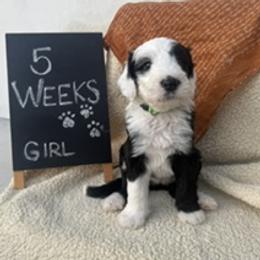 Lime - Black and white female Sheepadoodle puppy in Whittier, California from HOUSE OF DOODLES