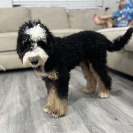 Raya - Bernedoodle