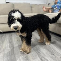 Raya - Bernedoodle