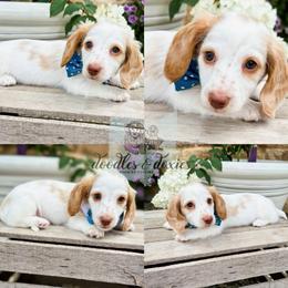 Dachshund, Goldendoodle, and Sheepadoodle Puppies from Doodles & Doxies
