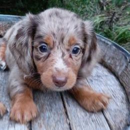Twix - Chocolate and tan male Dachshund puppy in Dayton, Ohio from LUXEYPUPS