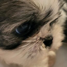 Girl 4-Scooter - Shih Tzu puppy in Newport, Arkansas from Gina's Lil Zues and Yorkies Kennel