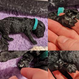 Poodle Puppies from Alue Standard Poodles