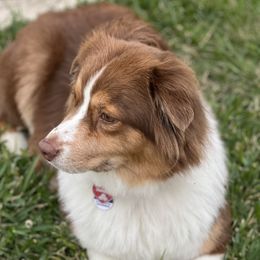 Willow - Australian Shepherd